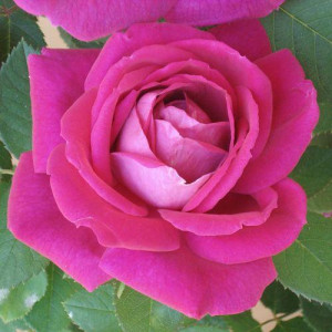 ROSIER buisson Captain Hayward
