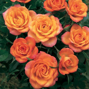 ROSIER buisson Clementine...