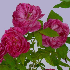 ROSIER buisson Commandant...