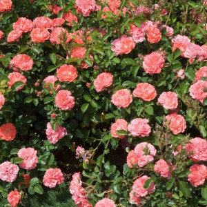 ROSIER buisson Coral Drift