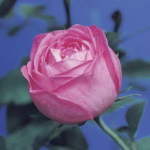 ROSIER grimpant Coupe d'Hebe