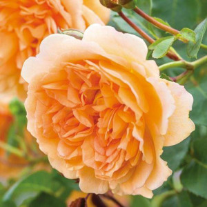 ROSIER buisson Dame Judi Dench