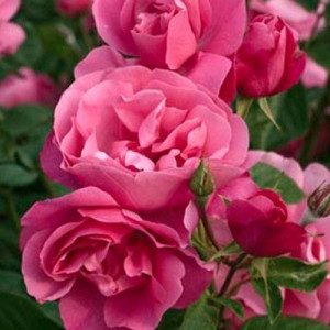ROSIER buisson Deborah