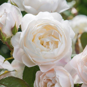 ROSIER buisson Desdemona