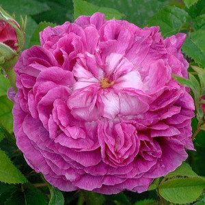 ROSIER buisson Duc de Guiche