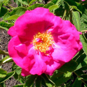 ROSIER buisson Duchesse de...