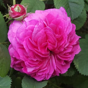ROSIER grimpant Duchesse de...