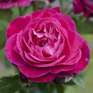 ROSIER buisson Empreinte