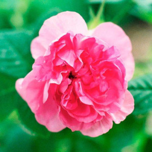 ROSIER buisson Empress...