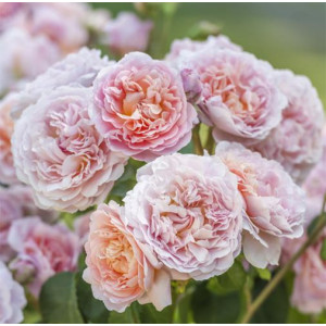 ROSIER buisson Eustacia Vye