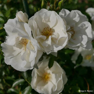 ROSIER buisson Flock