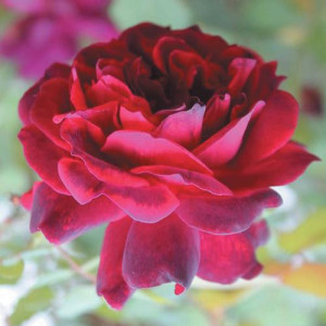 ROSIER buisson Francis...