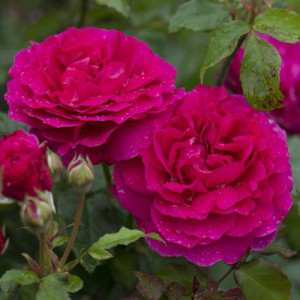 ROSIER buisson Gabriel Oak