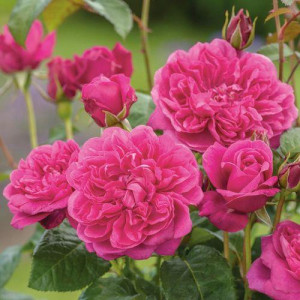 ROSIER buisson James L. Austin