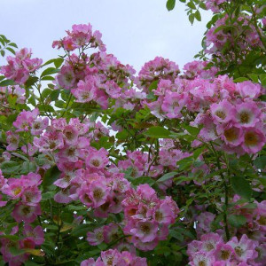 ROSIER grimpant Kew Rambler