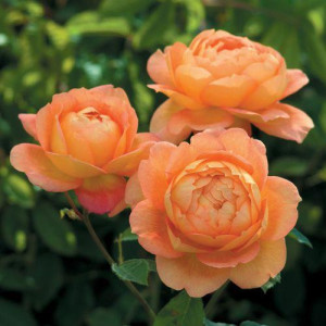 ROSIER buisson Lady of Shalott