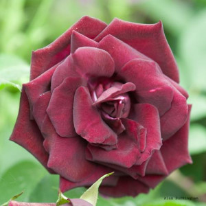 ROSIER buisson Louis XIV