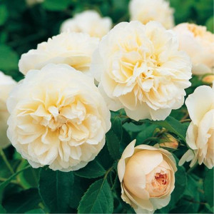 Rosier buisson Lichfield Angel