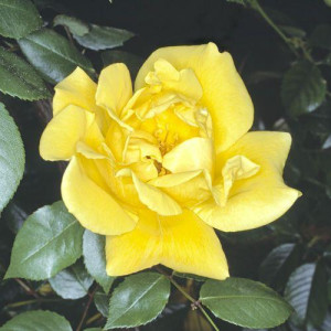 ROSIER grimpant Maigold