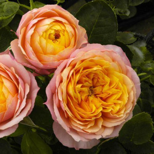 ROSIER buisson Mango Romantica