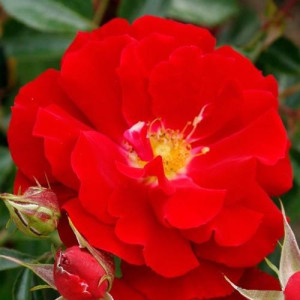 ROSIER buisson Mainaufeuer