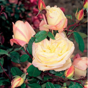 ROSIER buisson Marie van...
