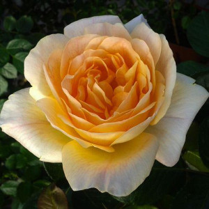 ROSIER grimpant Michka
