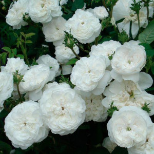 ROSIER buisson Mme. Hardy