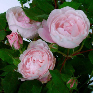 ROSIER buisson Mme. Pierre...