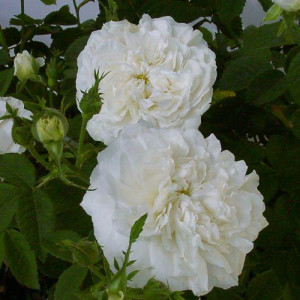 ROSIER grimpant Mme. Plantier