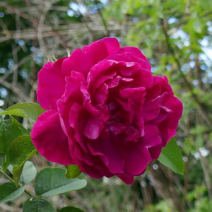 ROSIER buisson Mrs. Anthony...