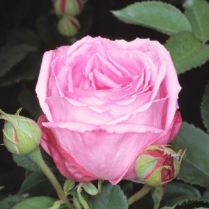 ROSIER buisson Mrs. John Laing