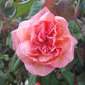 ROSIER buisson Nonna Censy