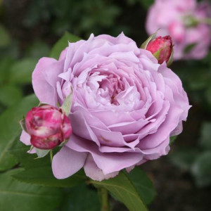 ROSIER buisson Novalis