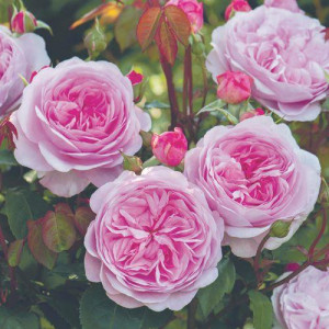 ROSIER buisson Olivia Rose...