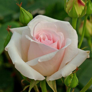 ROSIER buisson Ophelia
