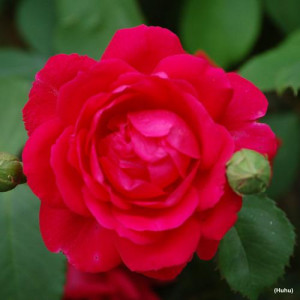 ROSIER grimpant Paul's...