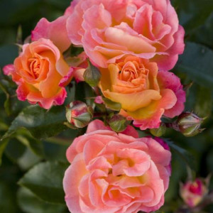 ROSIER buisson Peach Drift