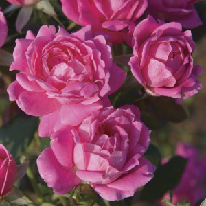 ROSIER buisson Pink Double...