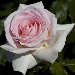ROSIER buisson Prince...