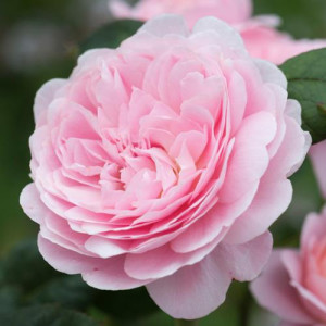 ROSIER buisson Queen of Sweden