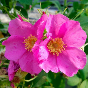 ROSIER buisson Calocarpa