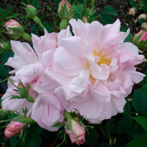 ROSIER buisson Celsiana