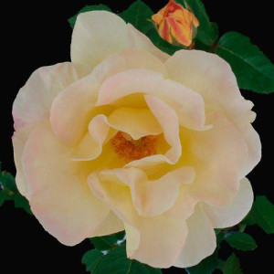 ROSIER grimpant Rugosa Dr....