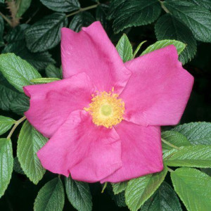 ROSIER buisson Rugosa Scabrosa