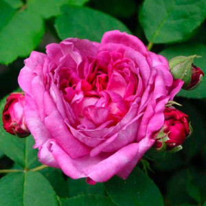 ROSIER buisson Reine des...
