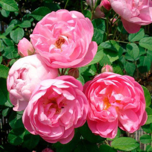 ROSIER buisson Raubritter