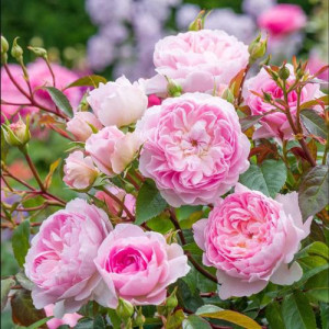 ROSIER buisson Silas Marner