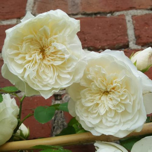 ROSIER grimpant Sombreuil
