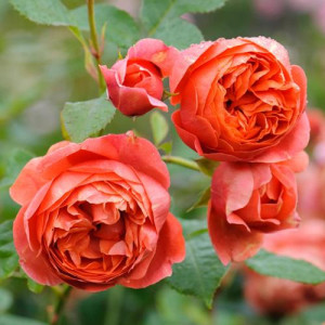 ROSIER buisson Summer Song